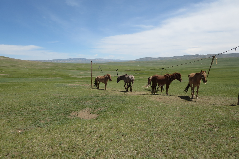 Mongolei: Pferdestall