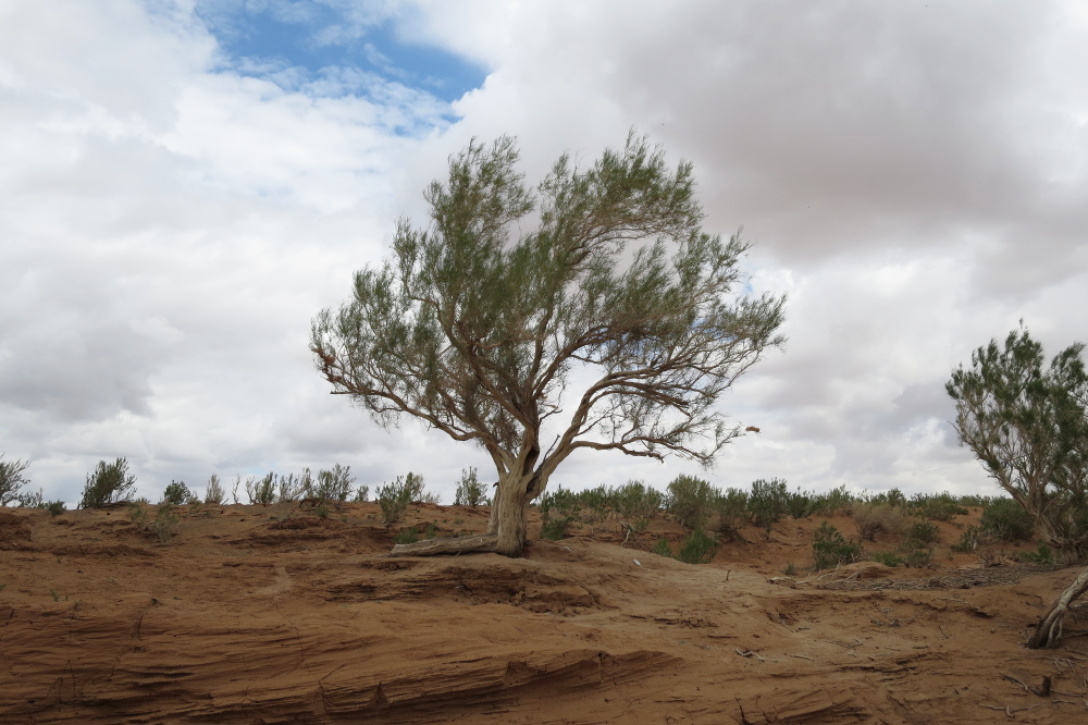 Mongolei: Saxaulbaum