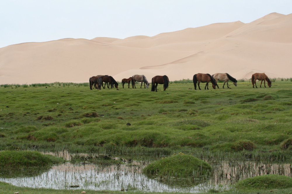 Mongolei: Grasende Pferde vor Dünen