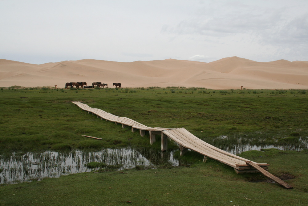 Mongolei: Pferde vor den Dünen von Khongoryn Els