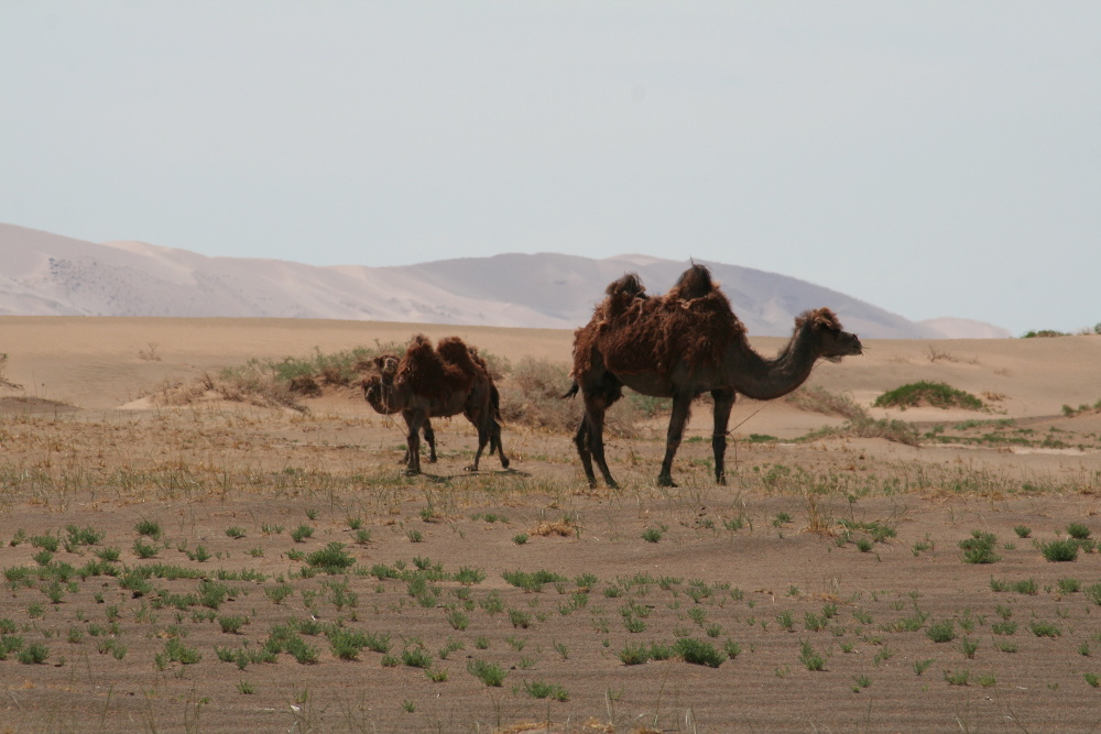 Mongolei: Kamele bei Khongoryn Els