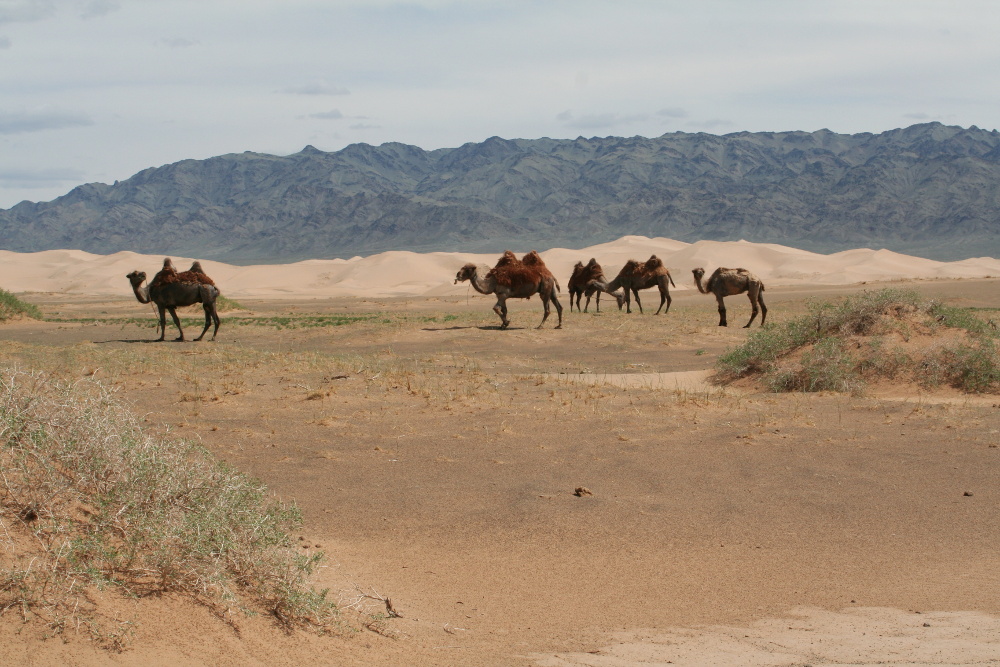 Mongolei: Kamele bei Khongoryn Els