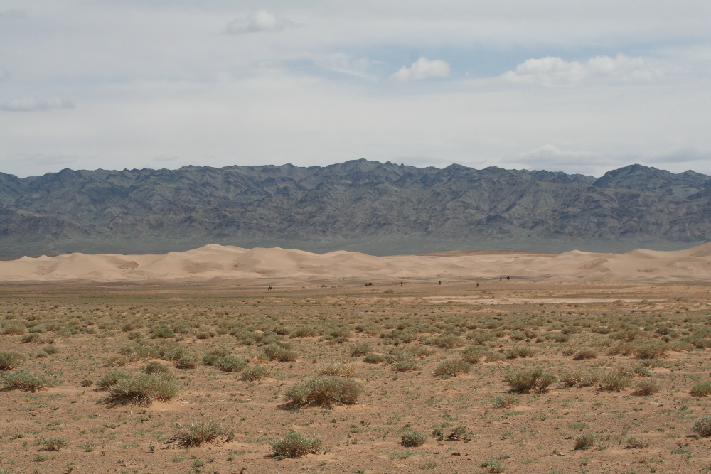 Mongolei: Kamele bei Khongoryn Els