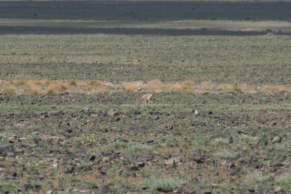 Mongolei: Gazelle