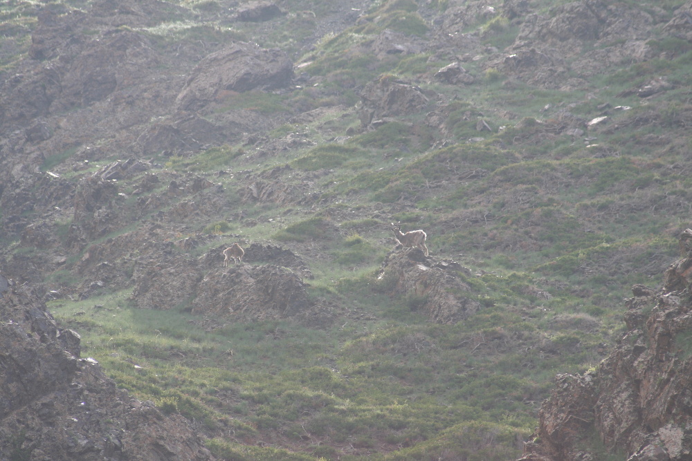 Mongolei: Steinböcke