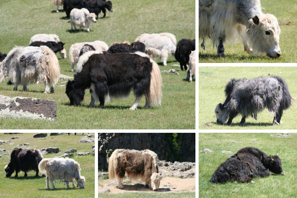 Mongolei: Yaks