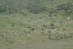 Mongolei: Mongolische Wildpferde in der Ferne