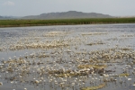 Mongolei: Blütenpracht im Wasser