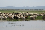 Mongolei: Viehtränke