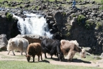 Mongolei: Yaks am Wasserfall