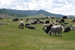 Mongolei: Yakherde