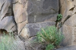 Mongolei: Felsenmalerei im Orkhon-Tal