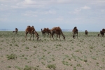 Mongolei: Kamele vor Fata Morgana