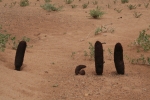 Mongolei: Wüstenspargel