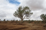 Mongolei: Saxaulbaum
