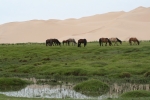 Mongolei: Grasende Pferde vor Dünen
