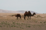 Mongolei: Kamele bei Khongoryn Els