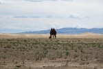 Mongolei: Kamel bei Khongoryn Els