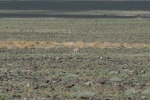 Mongolei: Gazelle