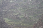 Mongolei: Steinböcke