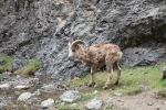 Mongolei: Ein krankes Wildschaf