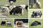 Mongolei: Yaks