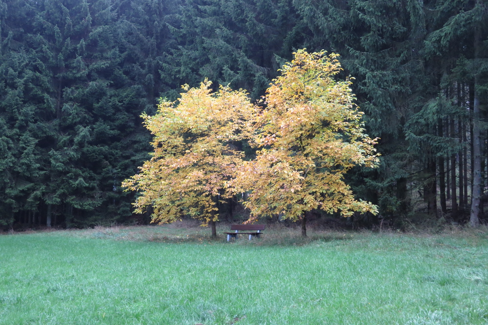 Naturpark Lahn-Dill-Bergland – Boxbachpfad