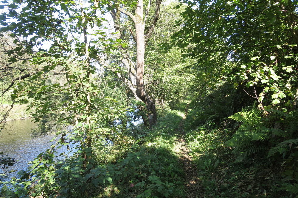 Natursteig Sieg #7 - Philosophenweg bei Herchen