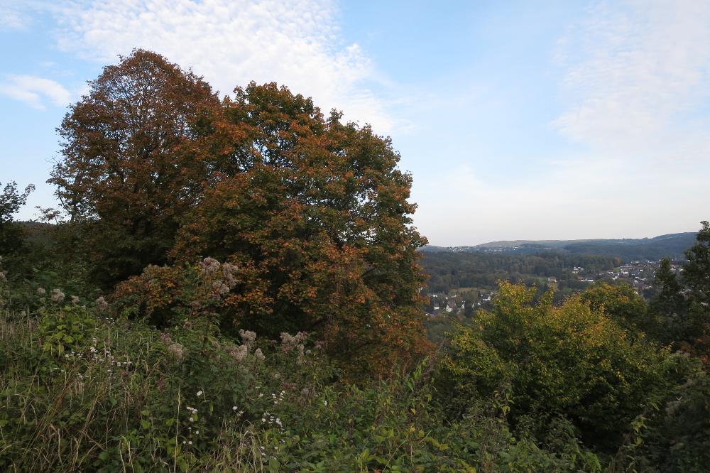 Natursteig Sieg #7