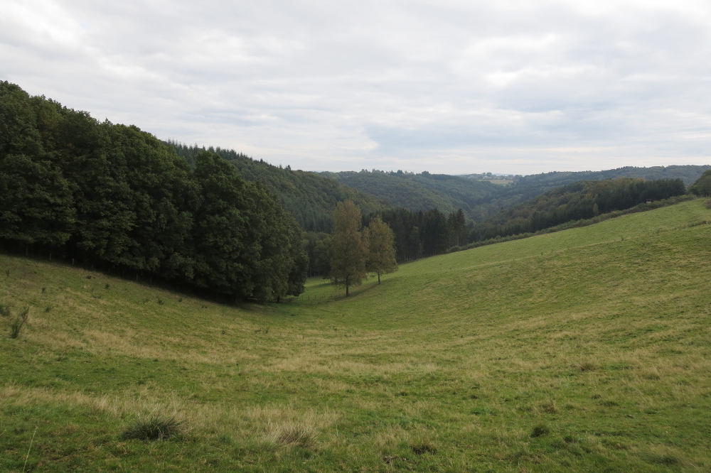 Natursteig Sieg #9 - Bei Halscheid