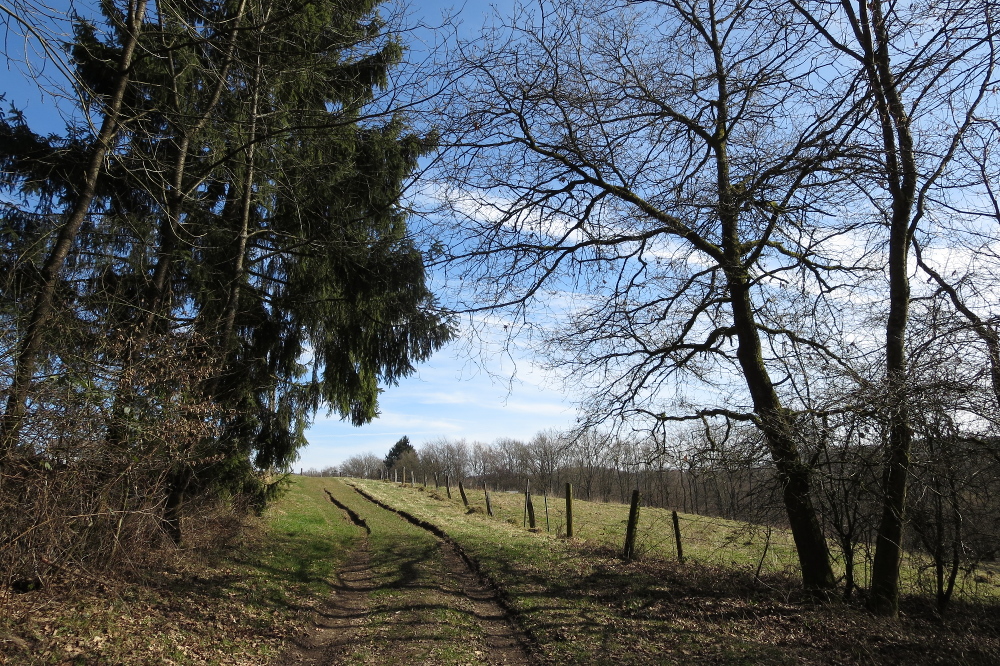 Natursteig Sieg #8 - Mal wieder oben