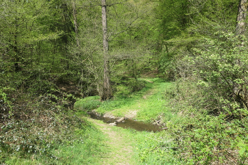 Natursteig Sieg #11