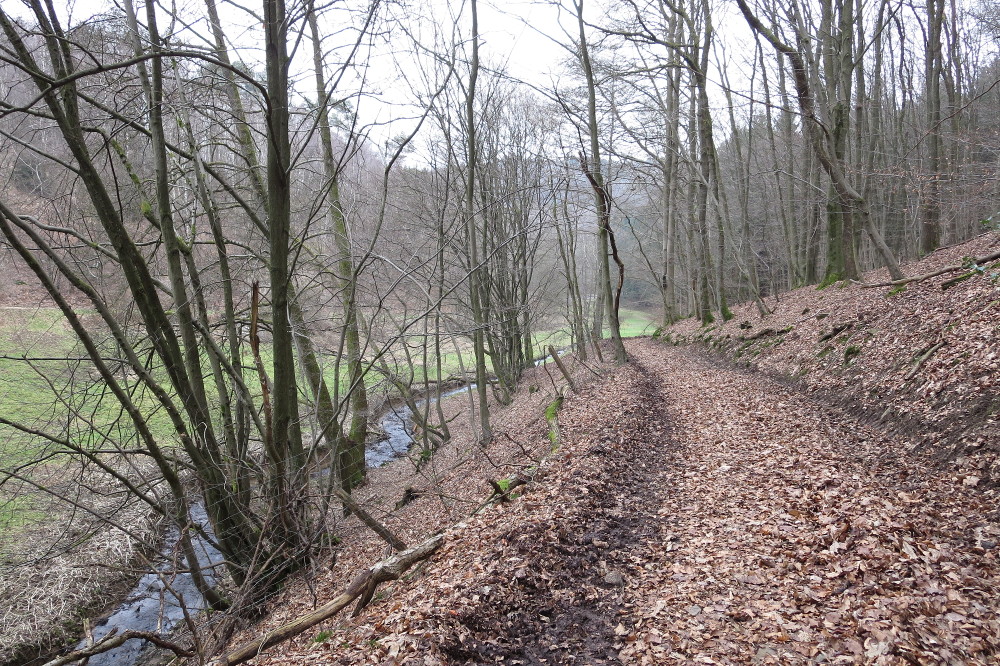 Natursteig Sieg #6 - Staatsforst Neunkirchen-Seelscheid