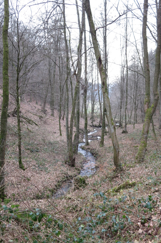 Natursteig Sieg #6 - Staatsforst Neunkirchen-Seelscheid