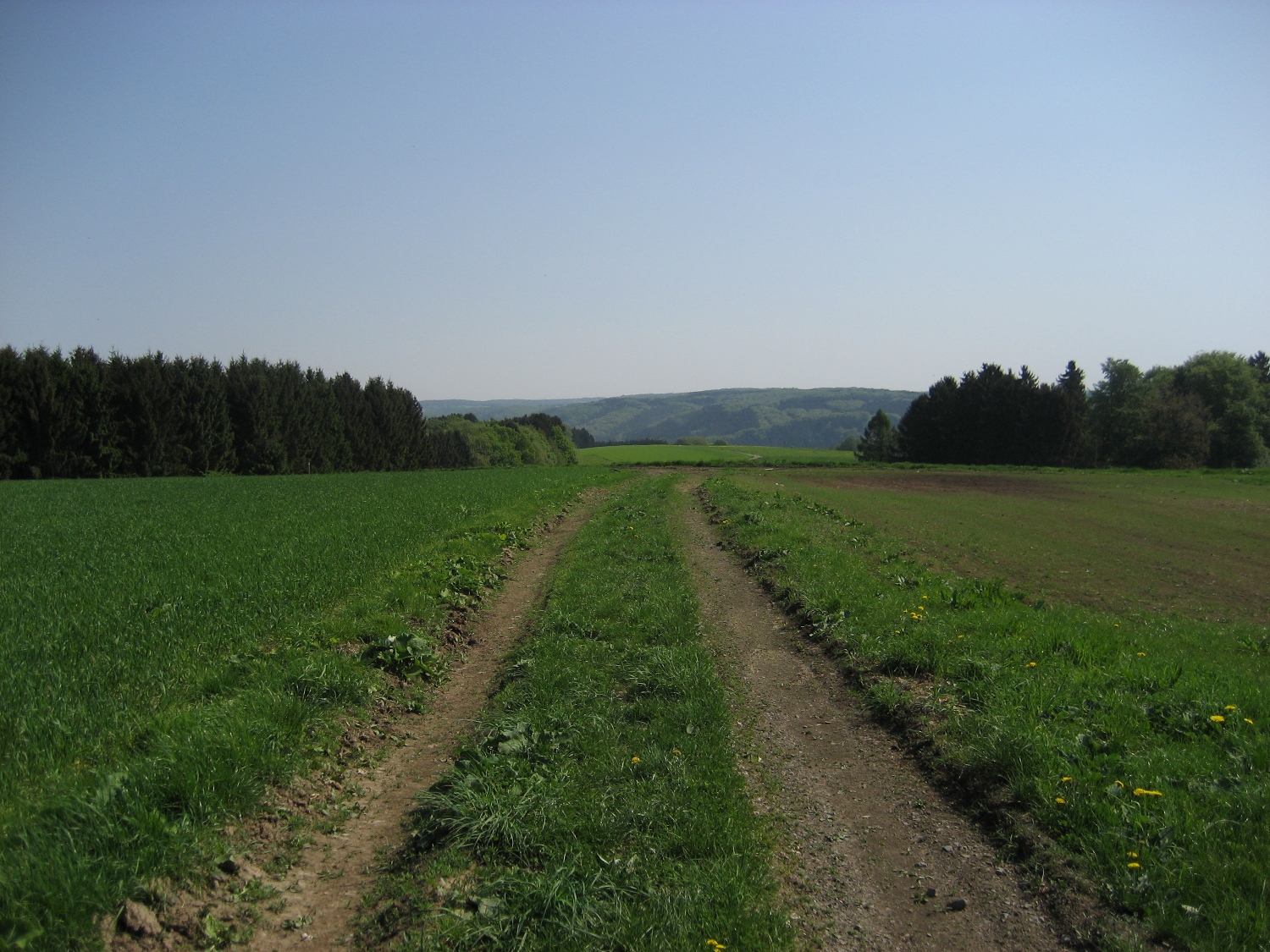 Natursteig Sieg #2 - Auf der Höhe bei Happerschoß