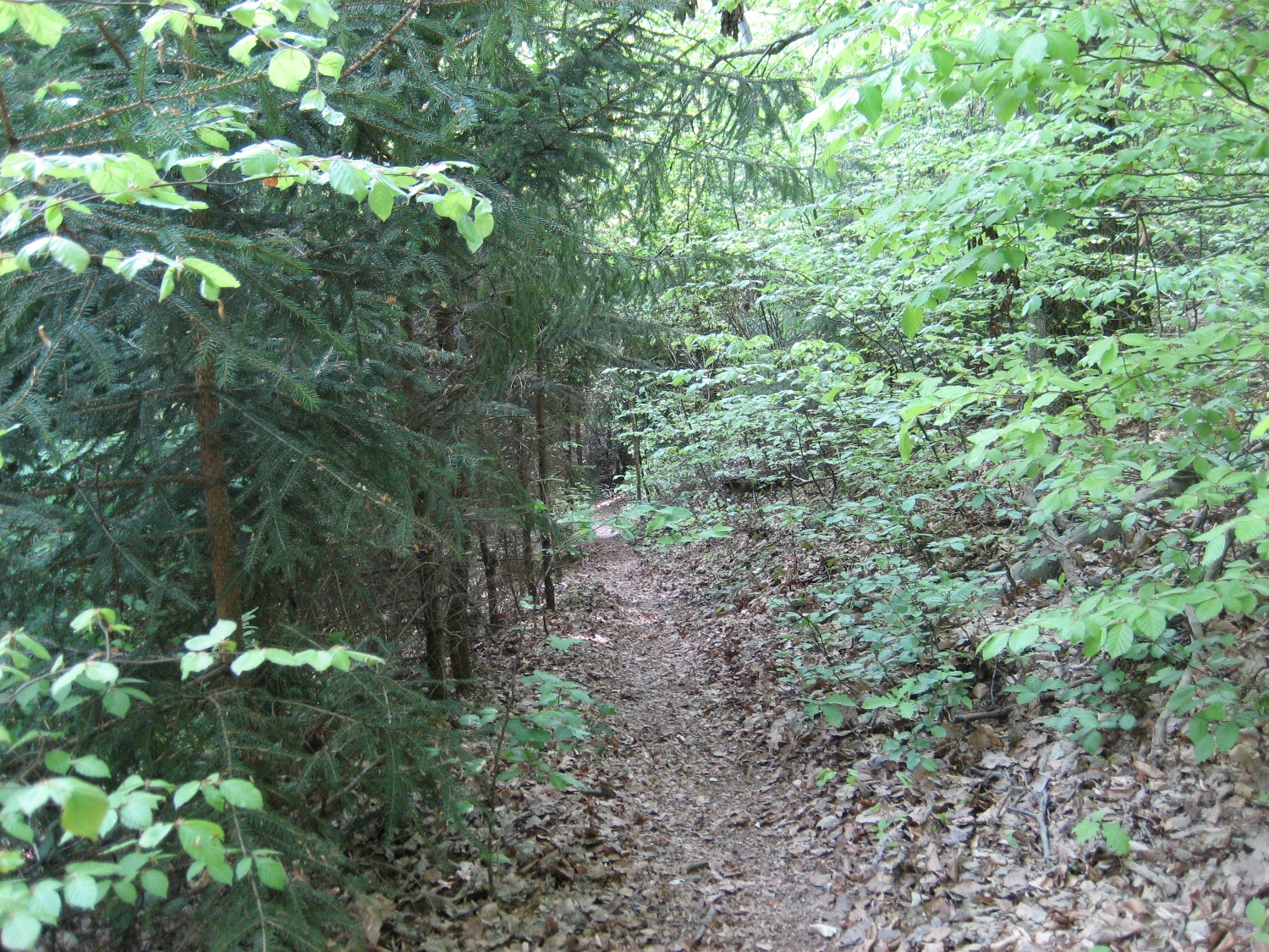 Natursteig Sieg #2 - unterwegs