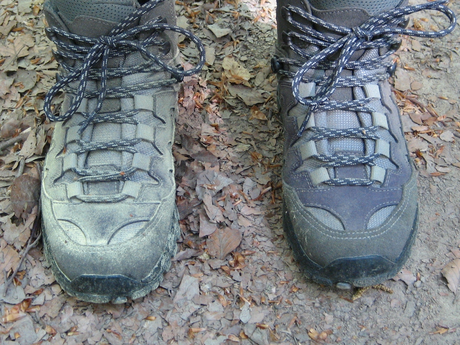 Natursteig Sieg #3 - Links bestäubt - rechts abgeklopft