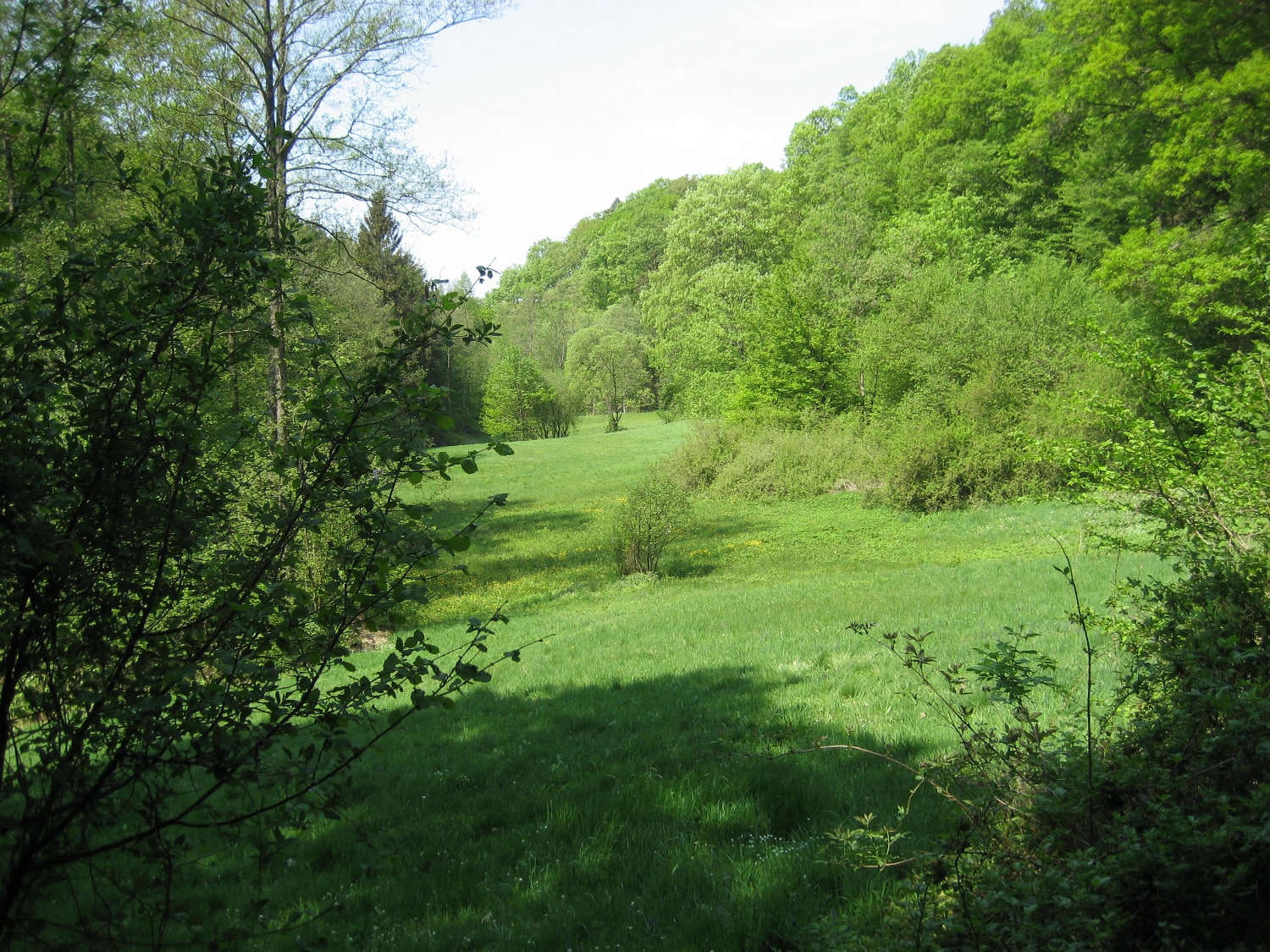 Natursteig Sieg #4 - Grünes Nutscheid