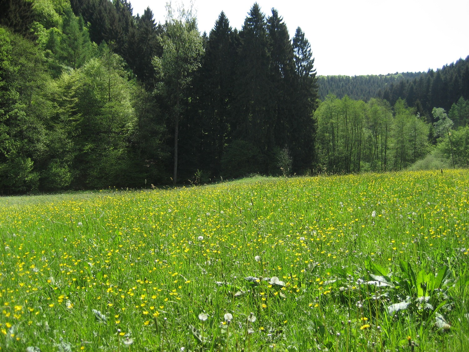 Natursteig Sieg #5 - Im Kaltbachtal