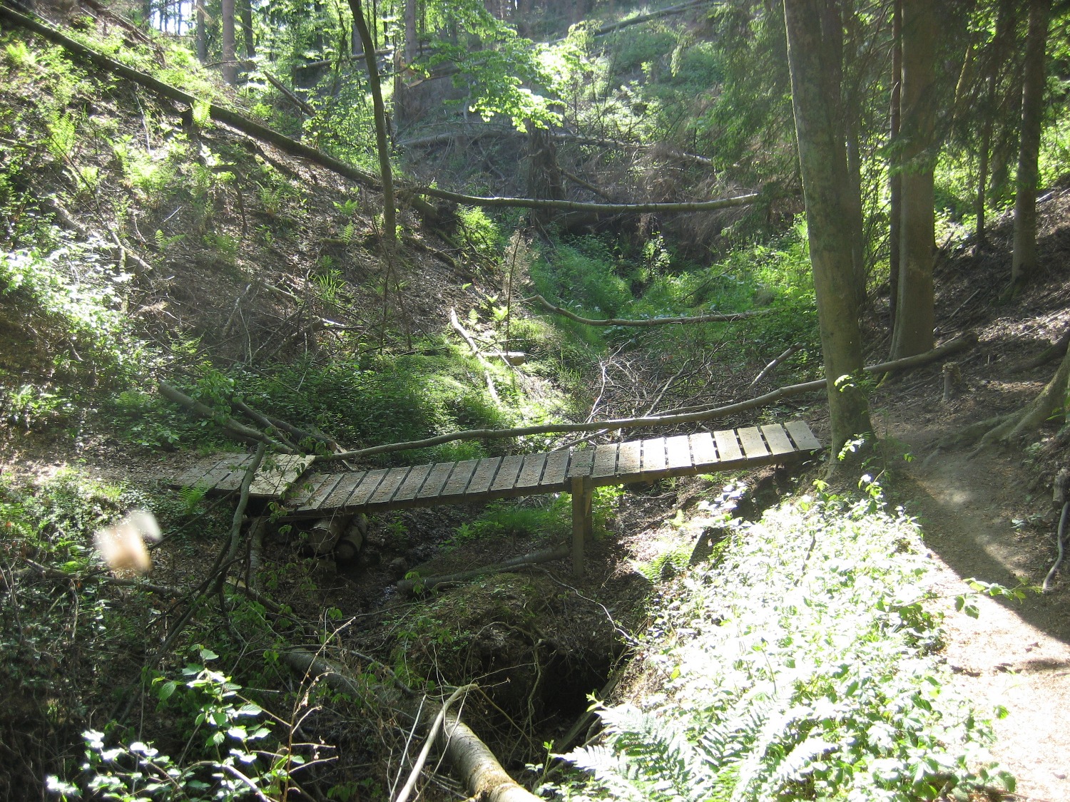 Natursteig Sieg #5 - Sieghöhenweg