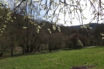 Natursteig Sieg #14 - Der Frühling kommt