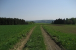 Natursteig Sieg #2 - Auf der Höhe bei Happerschoß