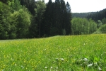 Natursteig Sieg #5 - Im Kaltbachtal