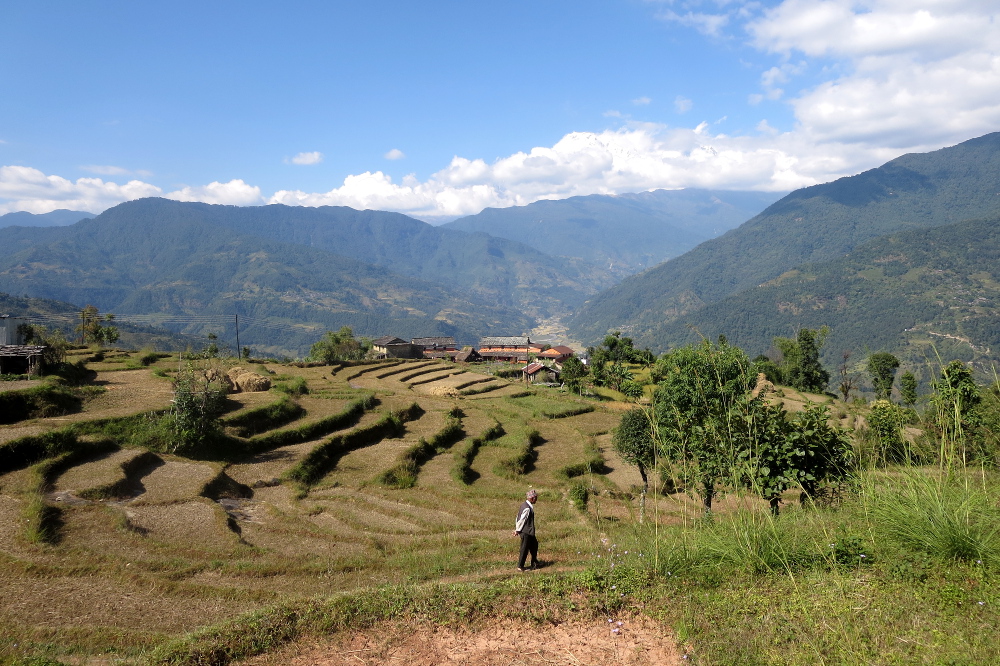 Nepal - Reisfelder