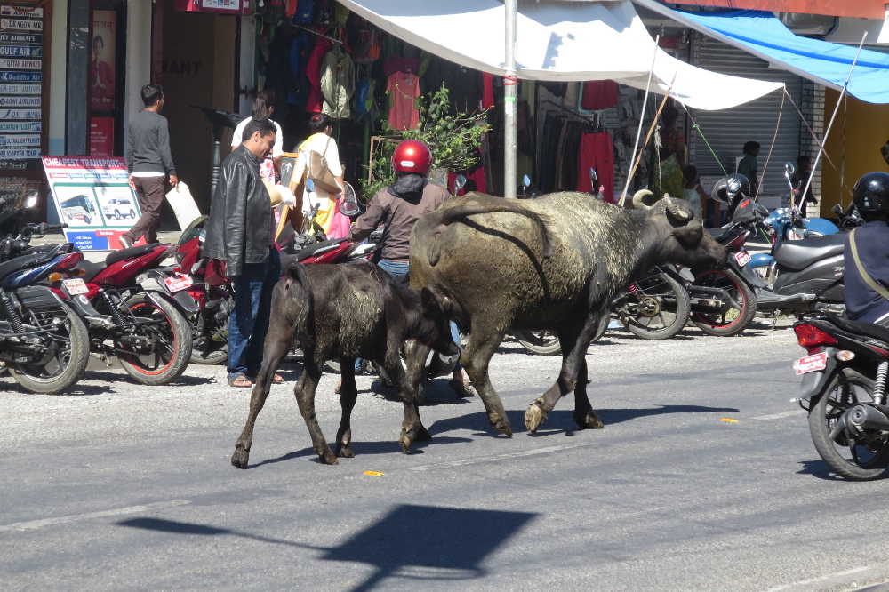 Nepal - Wasserbüffel in Pokhara