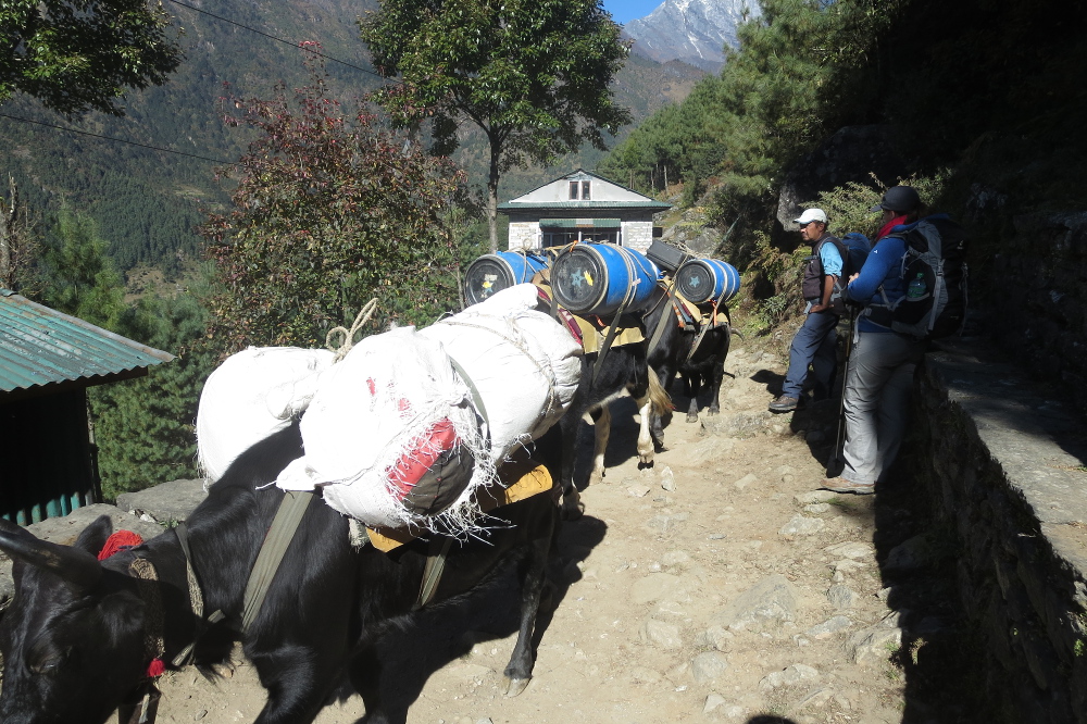 Nepal - Tragtiere im Gegenverkehr