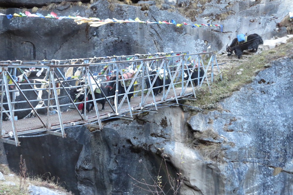 Nepal - Yaks auf der Brücke über den Bhote Koshi