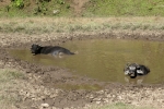 Nepal - Wasserbüffel beim Schlammbad
