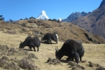 Nepal - Grasende Yaks vor dem Gipfel der Ama Dablam (6856m)
