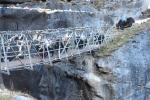 Nepal - Yaks auf der Brücke über den Bhote Koshi